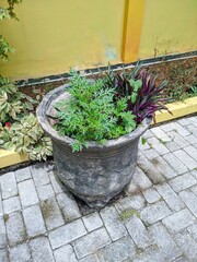 Container garden with vibrant green Cosmos caudatus (Kenikir) leaves and striking purple and green Tradescantia spathacea (Boat Lily) foliage. Outdoor shot on pavers.