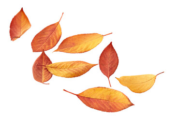 autumn leaves isolated on white background. clipping path