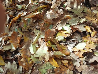 autumn leaves on the ground