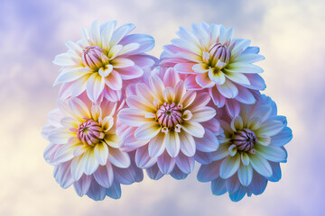 Fototapeta premium A soft, ethereal photograph of dahlia flowers in pastel shades.
