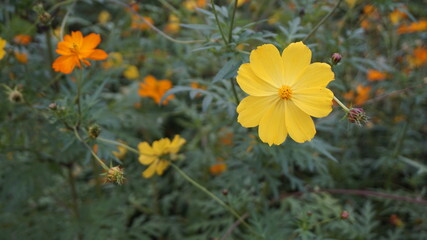 flowers in the garden 정원의 꽃  자연