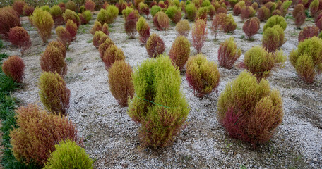 flowers in the garden 정원의 꽃  자연