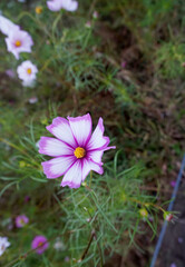 flowers in the garden 정원의 꽃  자연