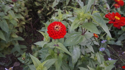 flowers in the garden 정원의 꽃  자연