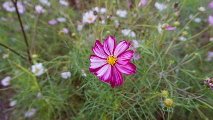 flowers in the garden 정원의 꽃  자연