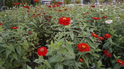 flowers in the garden 정원의 꽃  자연