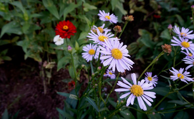 flowers in the garden 정원의 꽃  자연