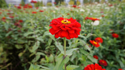 flowers in the garden 정원의 꽃  자연