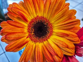 close up view of orange daisy flower