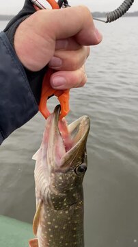 Close-up of a fisherman's hand holding an pike with a plastic jaw grip against the backdrop of a lake water in autumn