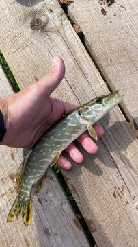 A small pike in a fisherman's hand against the backdrop of a wooden bridge on a clear autumn day. Fishing and recreation