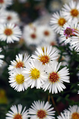 White daisies in a garden