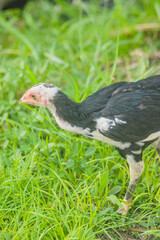 you chicken he finding some foods, lets see what he doing for