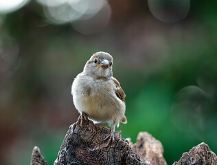 sparrow on a branch
