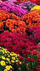 colorful autumn leaves