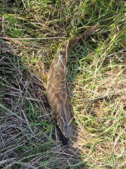 Northern pike fish lying in green grass outdoors