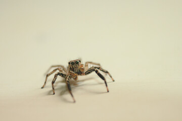 A small brown male jumping spider looking attentively on camera on clean brown background on horizontal orientation