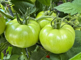 green tomatoes on a vine