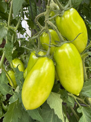 green tomatoes on a vine