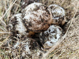 A pile of sandy turtle eggs on dry grass, with natural blur.