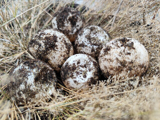 A pile of sandy turtle eggs on dry grass, with natural blur.