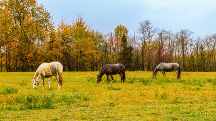 Horses grazing in a vibrant autumn landscape on a cloudy day