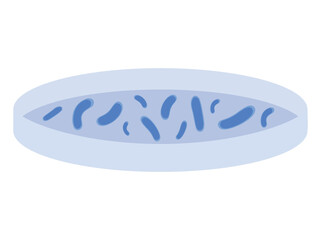 Lactobacillus Plantarum Illustration
