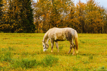 Gray horse grazing peacefully in an autumn field