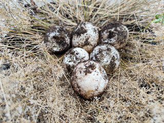 A pile of sandy turtle eggs on dry grass, with natural blur.