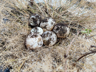 A pile of sandy turtle eggs on dry grass, with natural blur.