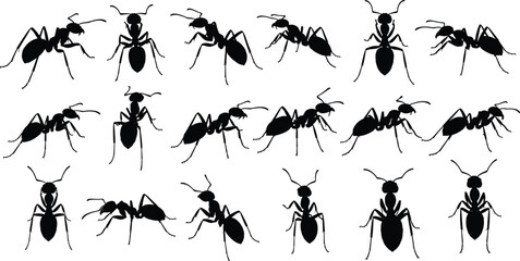 Ant silhouette collection, insect posture icons, entomology reference graphics, crawling bug shapes, segmented body designs, flat vector illustration