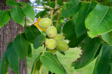 青いクルミの実、フレッシュな堅果