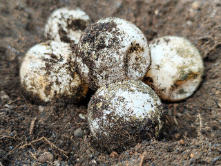 A pile of sandy turtle eggs on dry grass, with natural blur.