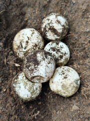 Turtle eggs in the sand look like sand sticking to the surface of the shell, with a natural blurred background.
