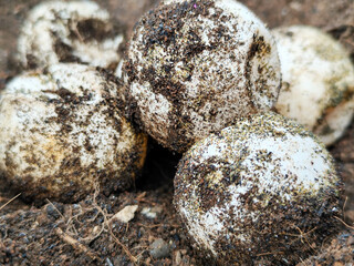 Turtle eggs in the sand look like sand sticking to the surface of the shell, with a natural blurred background.
