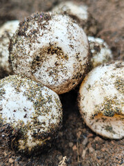 Turtle eggs in the sand look like sand sticking to the surface of the shell, with a natural blurred background.