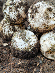 Turtle eggs in the sand look like sand sticking to the surface of the shell, with a natural blurred background.