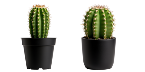 A single cactus with a vibrant flower blooming, placed in a small pot isolated on transparent background	