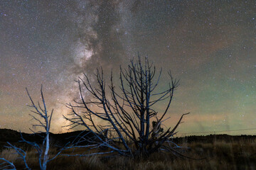 Milky Way with a dead desert juniper tree in the foreground