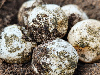 Turtle eggs in the sand look like sand sticking to the surface of the shell, with a natural blurred background.