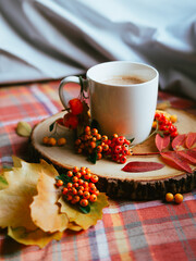 Side view of a white ceramic mug next to bunches of orange and red rowanberries and autumn leaves, sitting on a natural wood slice and a plaid blanket. Soft natural light in the background.