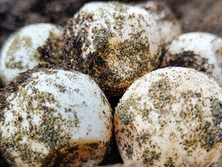 Turtle eggs in the sand look like sand sticking to the surface of the shell, with a natural blurred...