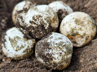 Turtle eggs in the sand look like sand sticking to the surface of the shell, with a natural blurred background.