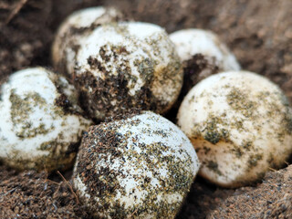 Turtle eggs in the sand look like sand sticking to the surface of the shell, with a natural blurred background.