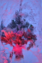 Fresh flowers and bouquets of fresh flowers frozen in ice