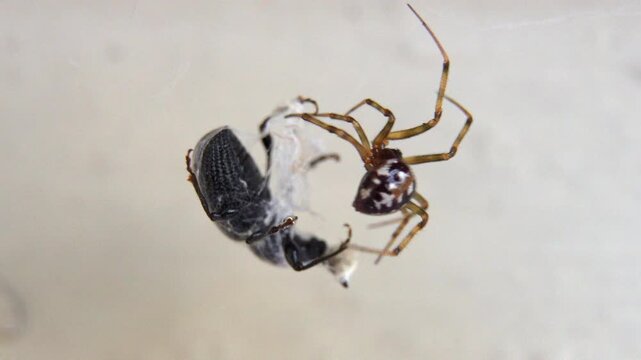 A spider is eating a bug. The spider is brown and black. The bug is white