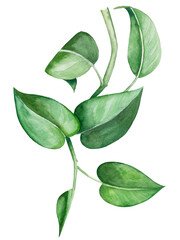 Watercolor floral illustration of leaves, for wedding stationary, greetings, wallpapers, fashion, background. 