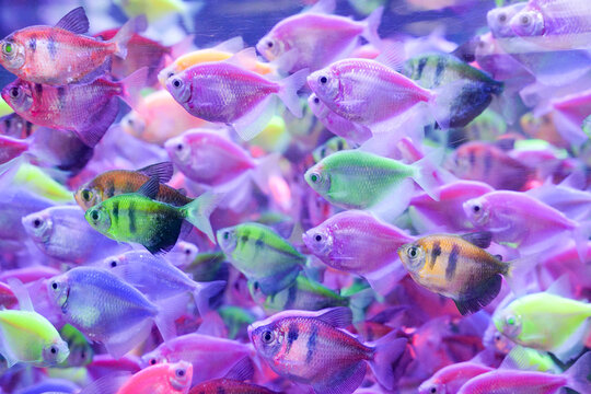 A close-up shot of a Barehead Tetra swimming gracefully in a freshwater aquarium. This peaceful tropical fish, known for its translucent body and shimmering fins, is popular among aquarists for its
