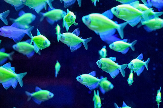 A close-up shot of a Barehead Tetra swimming gracefully in a freshwater aquarium. This peaceful tropical fish, known for its translucent body and shimmering fins, is popular among aquarists for its