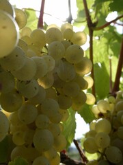 Müller Thurgau Trauben im Weinberg